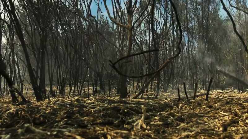 Fires should refresh and regenerate the landscape