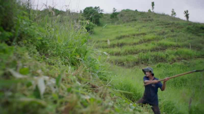 First, they cleared the introduced African cattle grasses