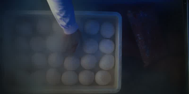 First-ever mind fight held in a pizza dough freezer