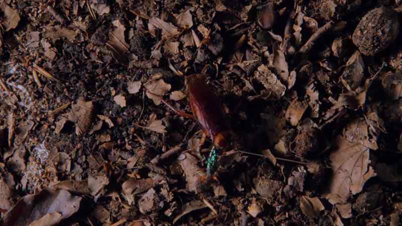 First, she injects it with a venom that paralyses its front legs