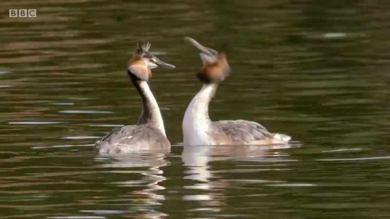 First, they mirror each other's movements