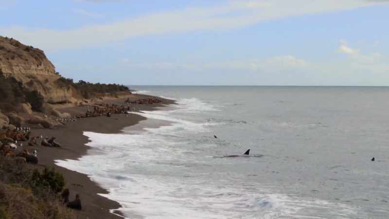 ''First, they must get comfortable in the surf.''