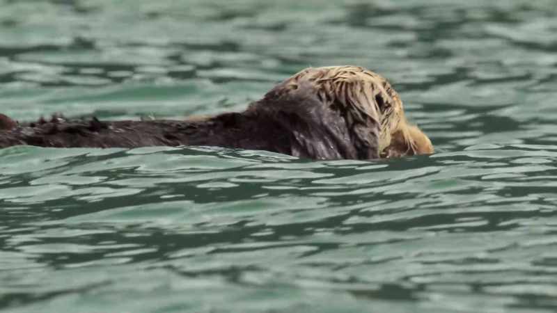 First, short dips to get used to the water