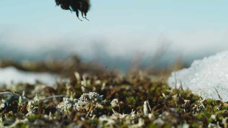 First, the queen must find a drink of nectar