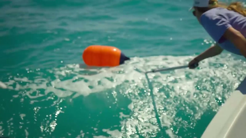 'First, the sharks are caught