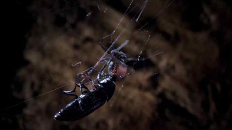 First, she winds strands of silk around the struggling beetle