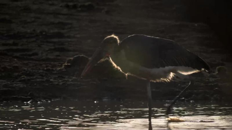 Fish, are now concentrated into a much smaller area