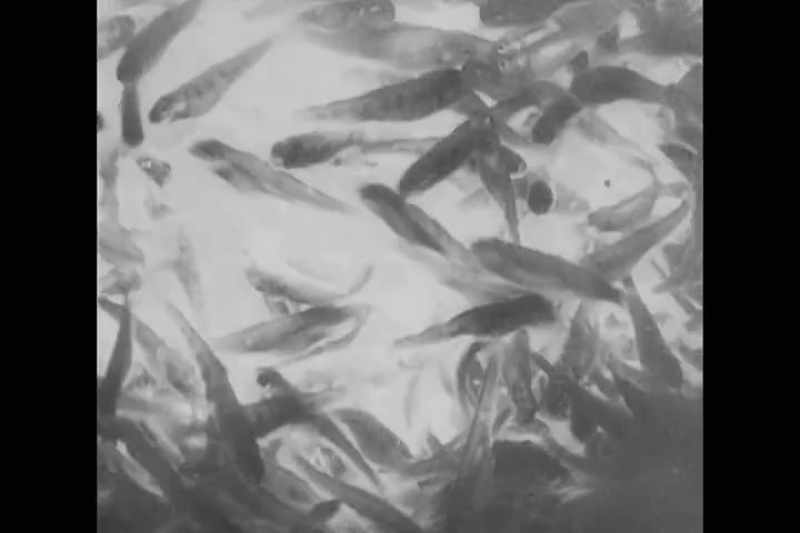 Fish are very complex critters