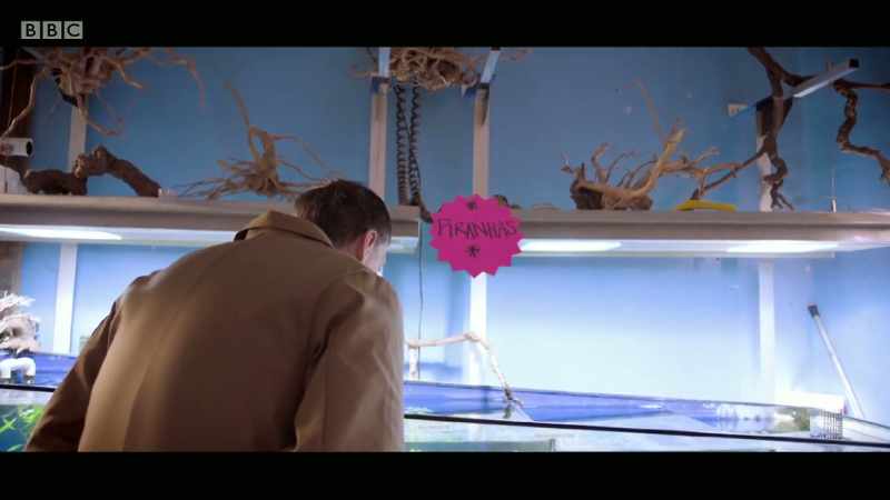 �� Fish, fish, fish, fish, fish