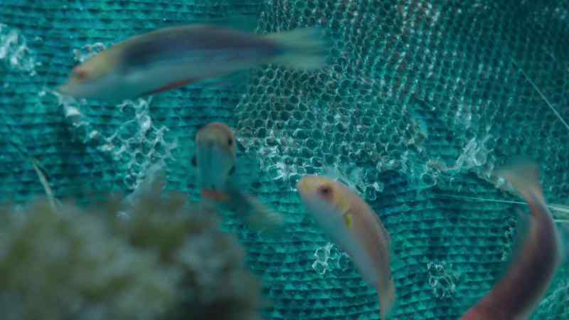 Fish and shrimp pick scales shed from his body