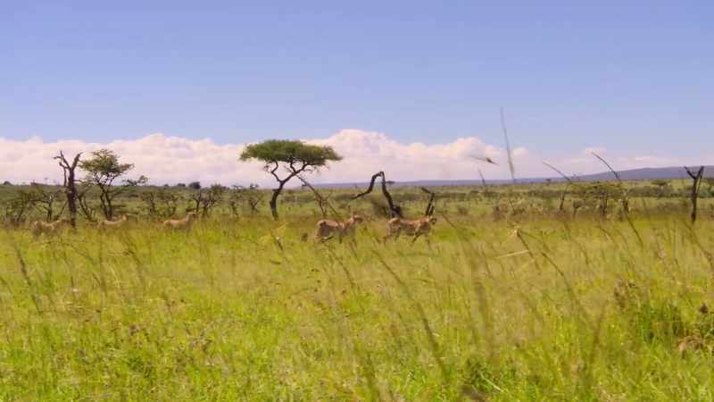 Five male cheetahs