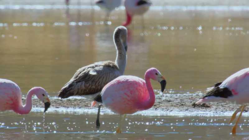 Five years will pass before they become as pink as their parents