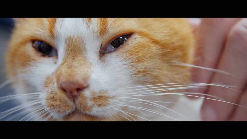 Flame really helped change the perception on cats for us