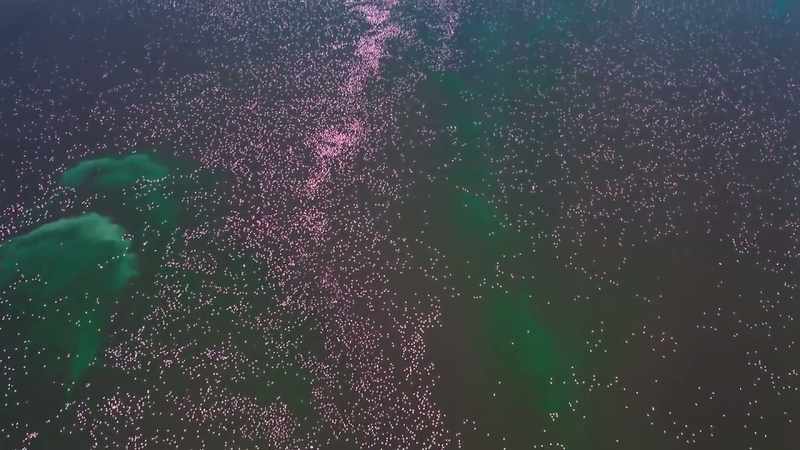 [flamingos squawking]
