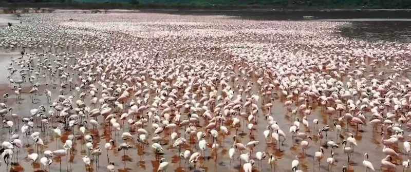 (flamingos squawking)