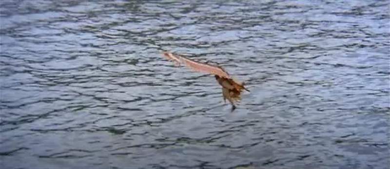 Flap Woody Flap Aaah