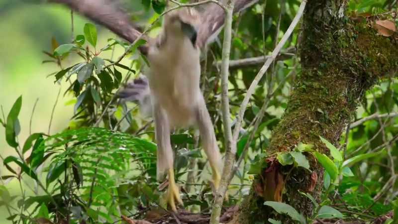 Flapping strengthens flight muscles in two-meter wings