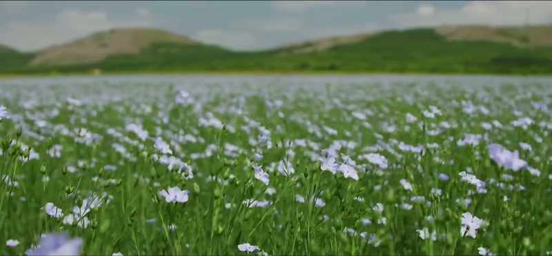 Flax is the richest source of omega-3