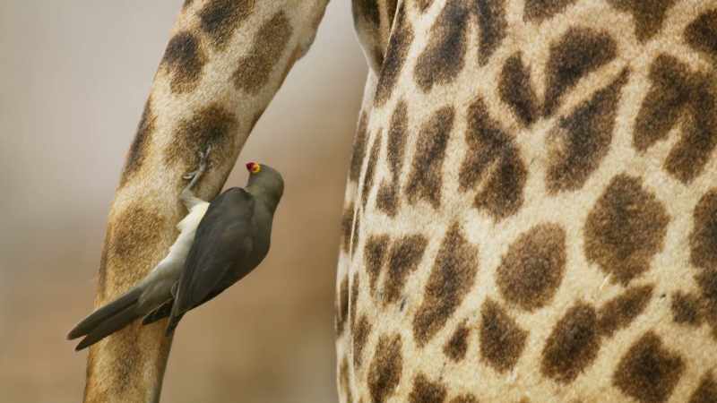 Fleas, ticks and even dandruff are food