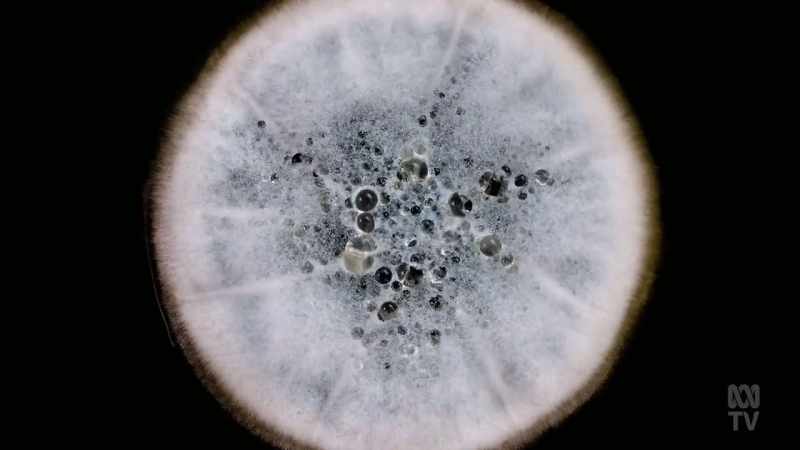 Fleming realised that the mould had produced