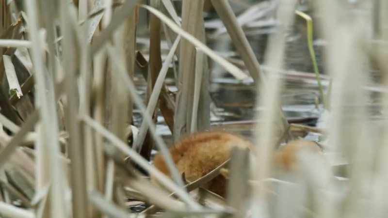 Flightless, without shelter