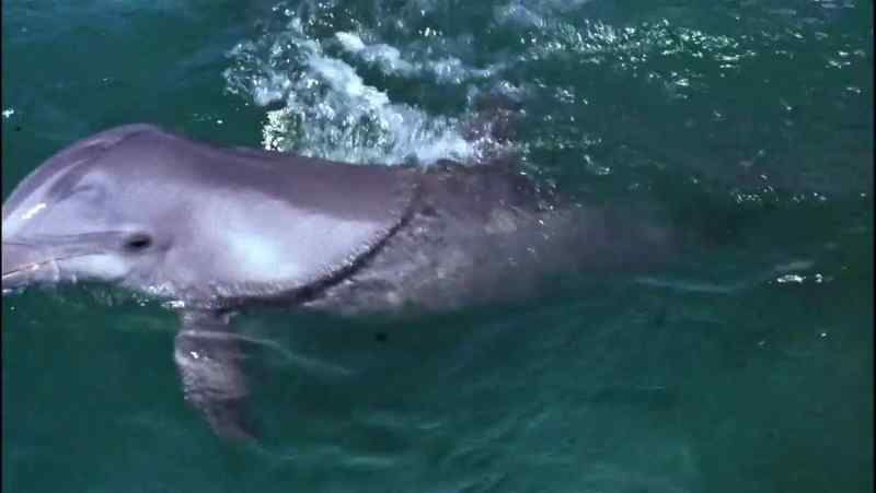 Flipper!