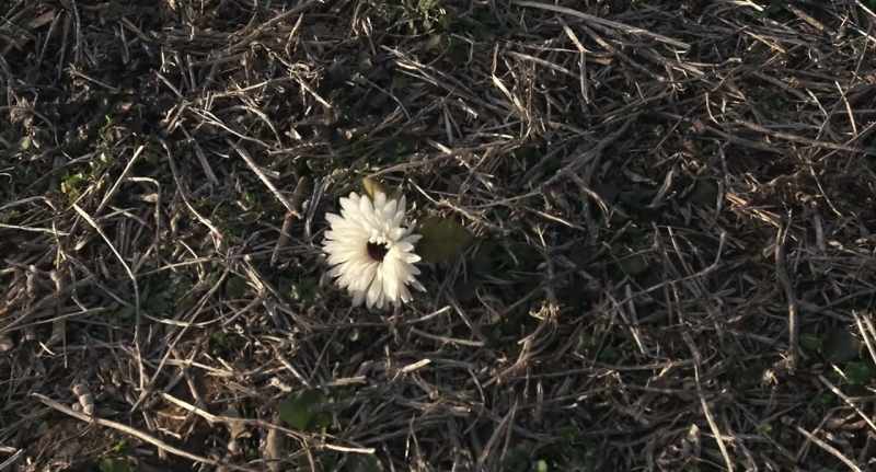 (flower thumps)