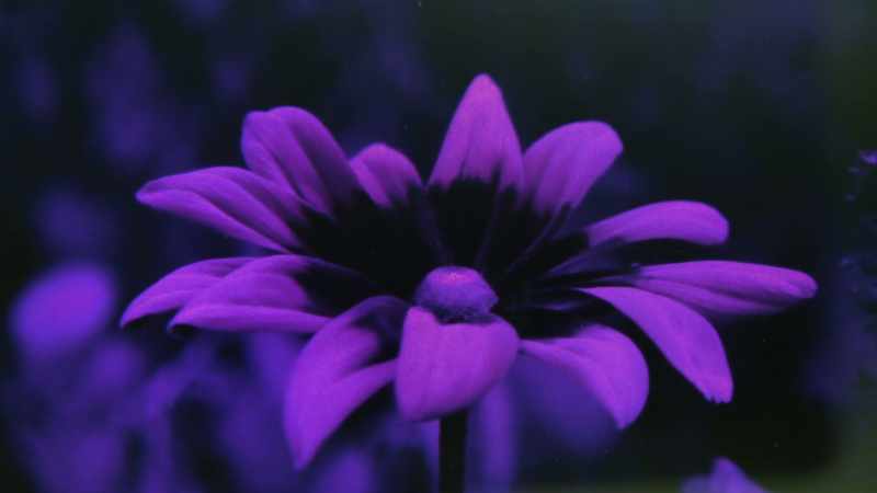 Flowers have evolved these ultraviolet markings