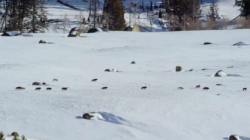 Following the wapitis as they March on