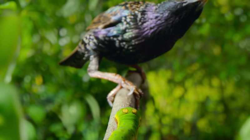 Fooling a predator 30 times his size