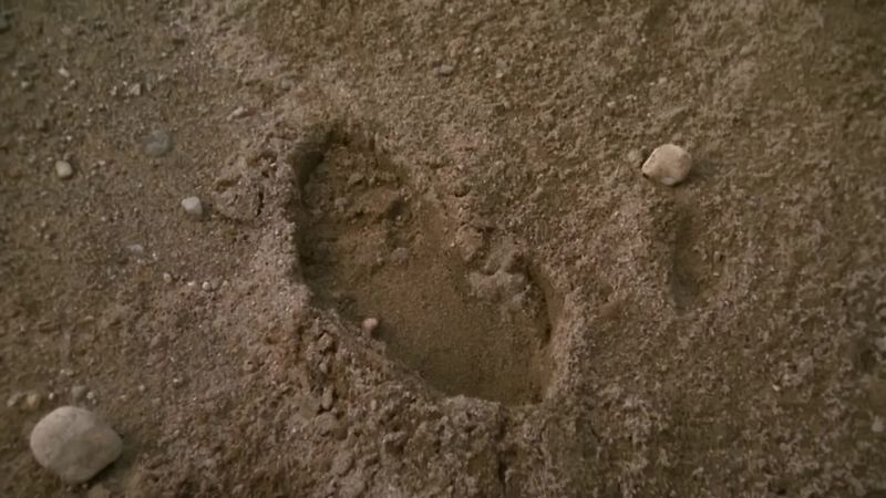 Footprints. Recently made, and alone