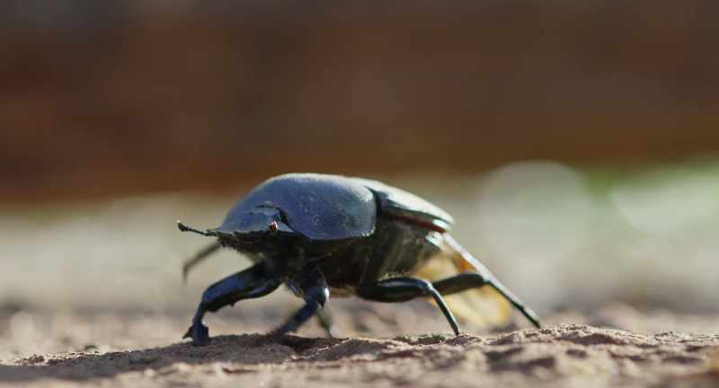 For a dung beetle, it is a gift from the gods