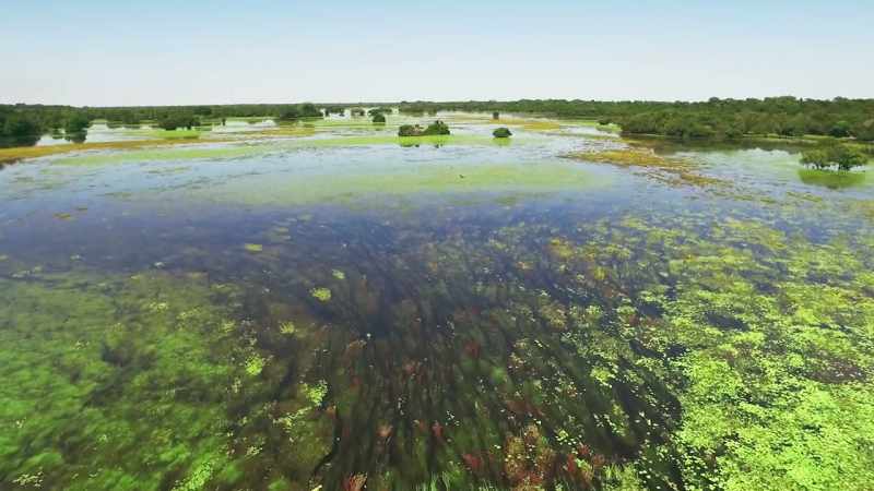 For a few months every year, it provides water plants