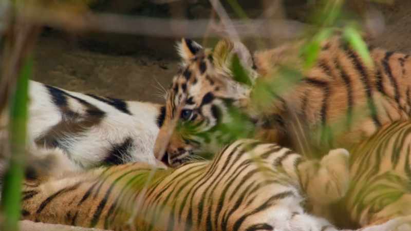 For a tigress to feed and protect