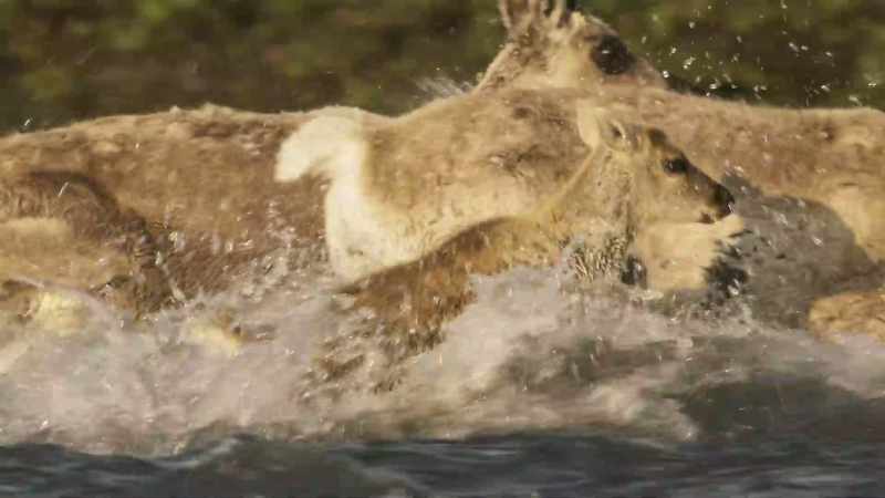 For a young calf, a deep river crossing is very dangerous