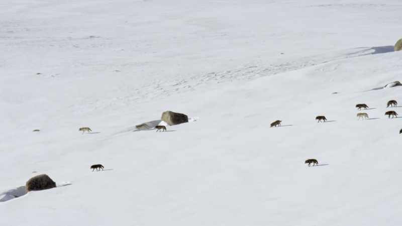 For all its beauty, yellowstone was in chaos