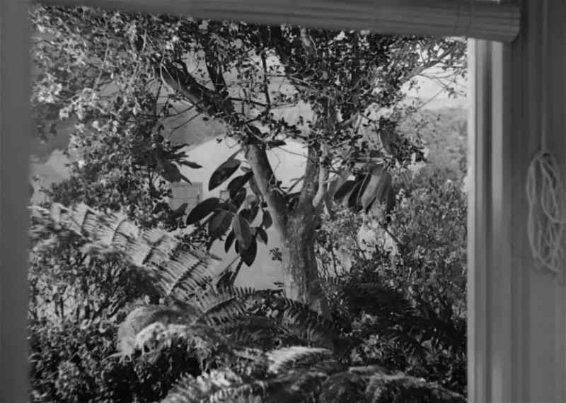 For all I know that's the first tree I ever saw