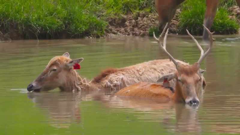 For an animal that is completely extinct in the wild