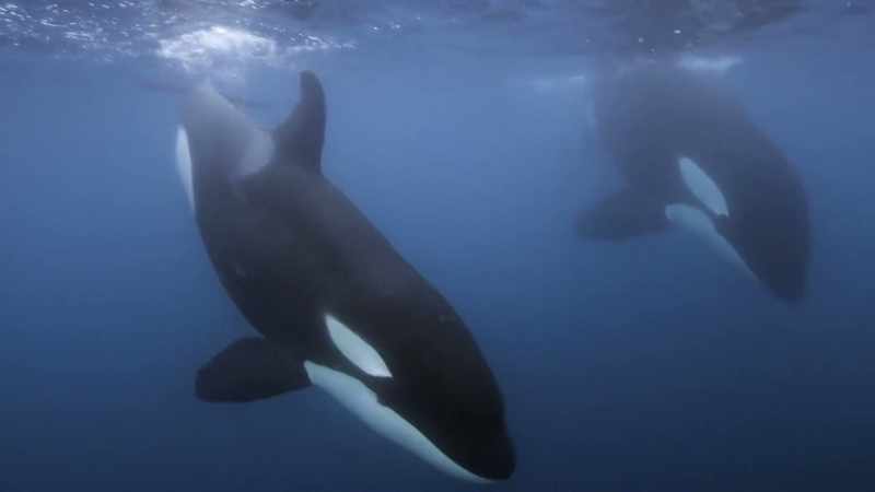 ''For an orca pod to have a future,''