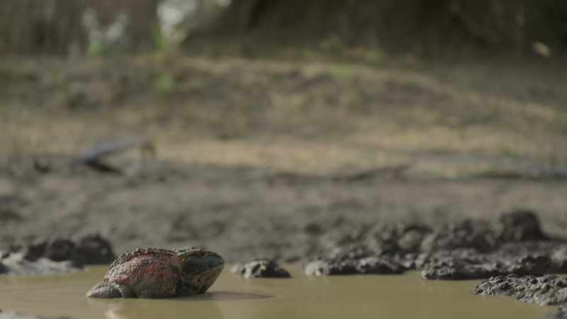 For Beelzebufo, their timing couldn't be much worse