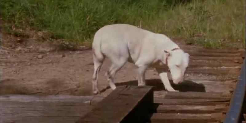 FOR BODGER, IT WASN'T QUITE THAT SIMPLE