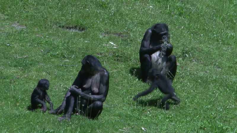 For both male and female bonobos