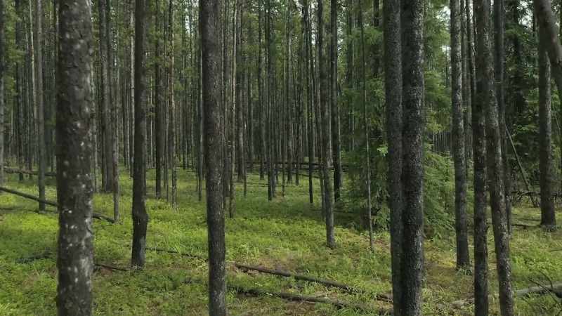 For centuries, lodgepole forests have lived in a natural balance