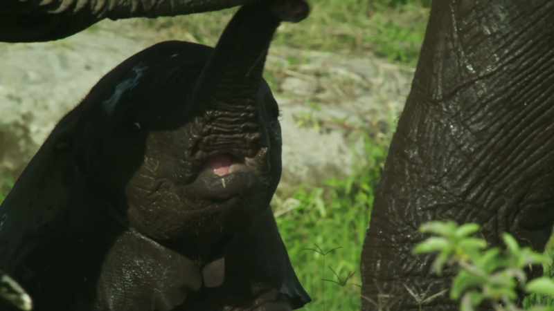 For elephants, a problem for one is a problem for all