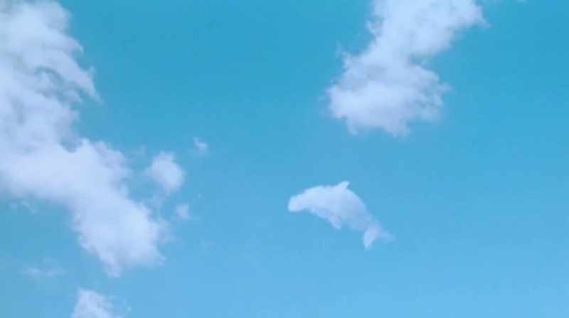 For every dolphin in the water, there was another in the sky