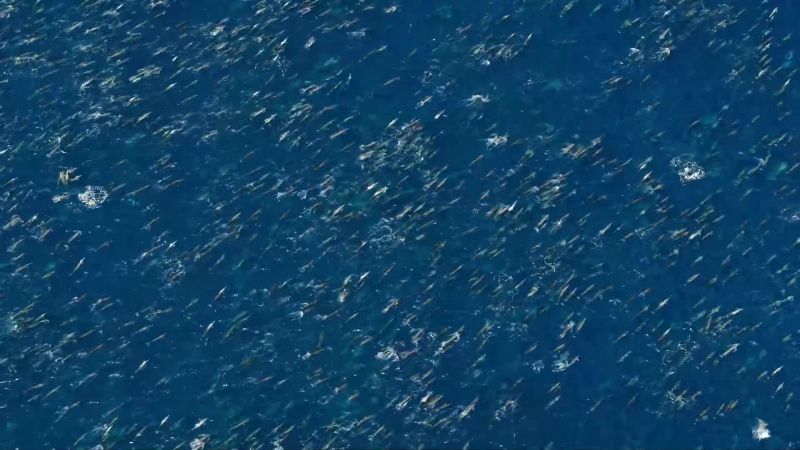For every one at the surface, 20 swim below
