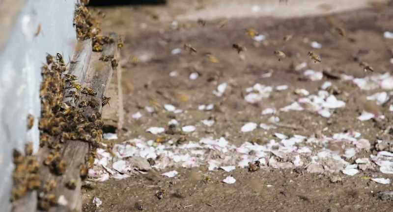 For example, the almond bloom in California