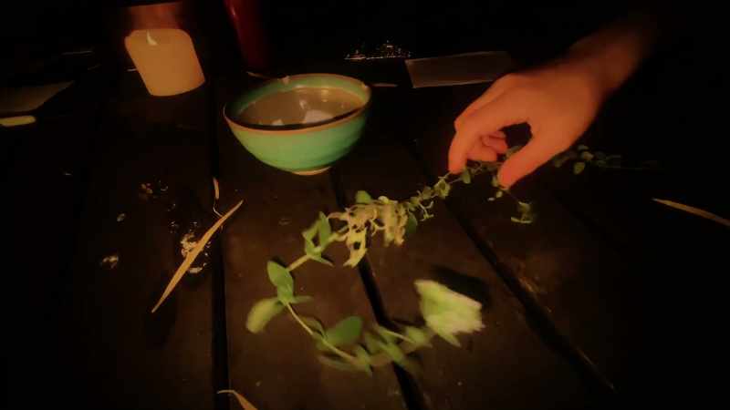 For giving you these herbs from a plant I planted