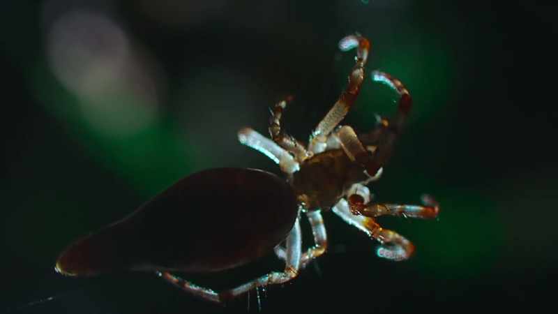 For it to work, the spider needs to be continually lit