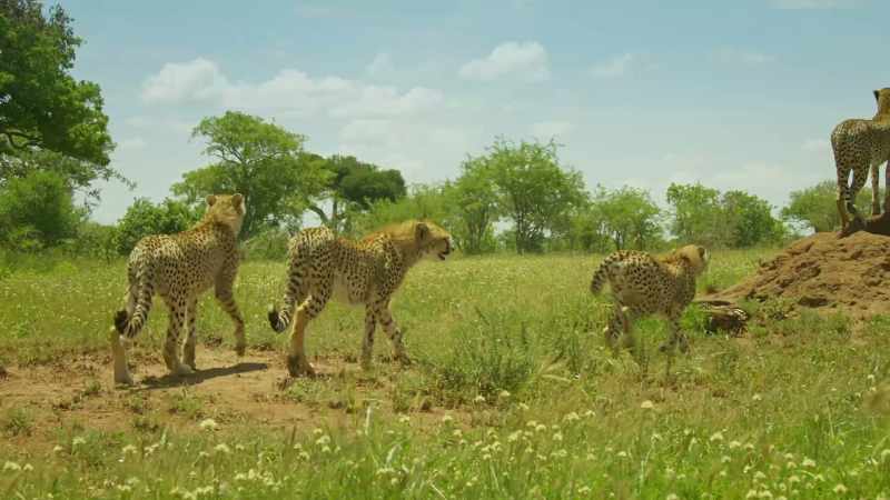For Kike's cubs, the time to leave is long overdue